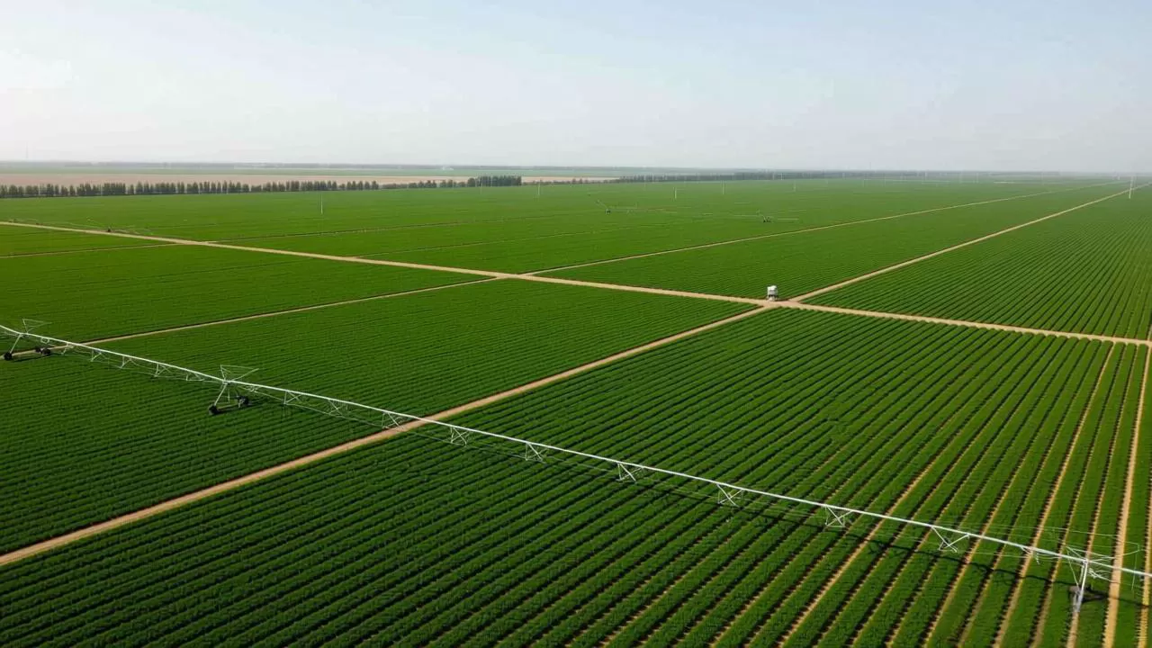 Ningxia wolfberry planting base