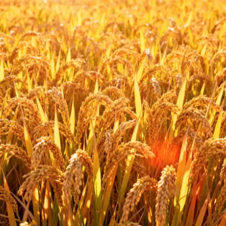 Comprehensive solution for high-yield disease-resistant hybrid rice technology promotion