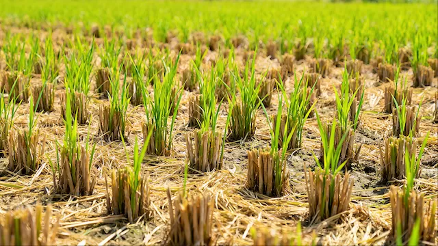 Rice Harvest Scene Golden rice fields with regenerative rice harvest