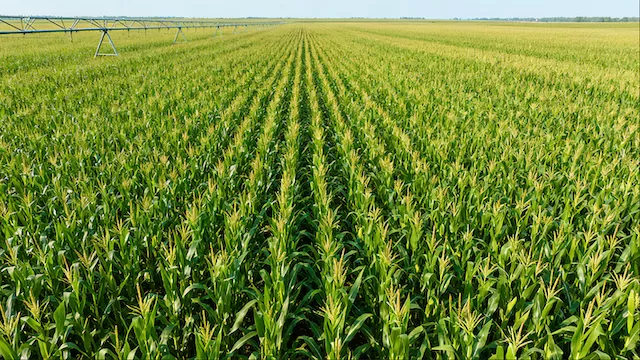 Corn Field with Drip Irrigation System