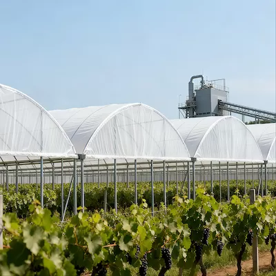 Shanghai Runbao Grape Cooperative Smart Agriculture System Application Project