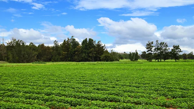 Technicians providing field guidance