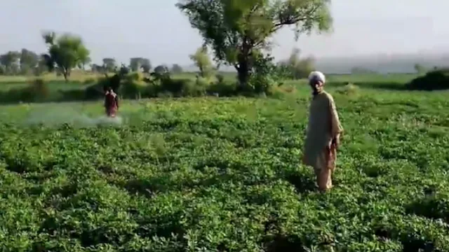 Peanut harvest scene