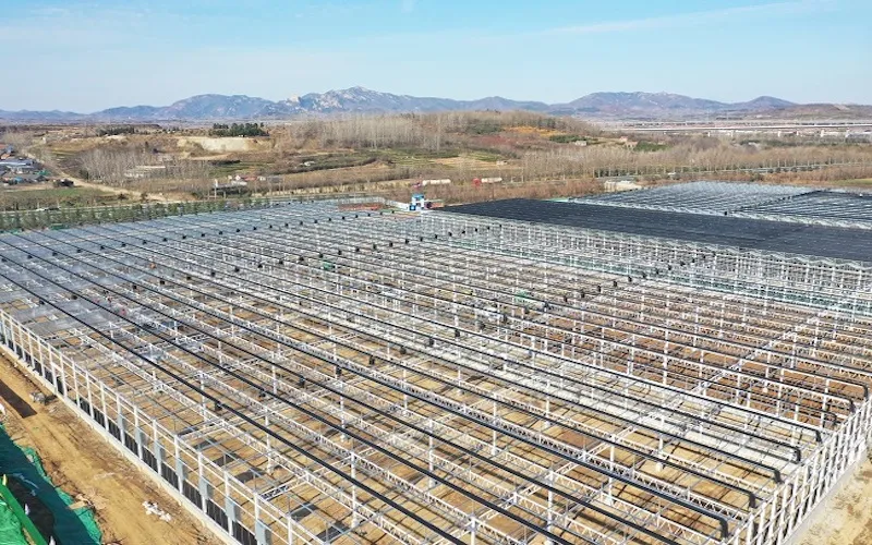 Intelligent Multi-Span Greenhouse at Rizhao Lanshan Tea Science and Innovation Demonstration Park
