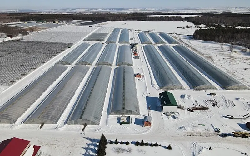55,500㎡ Film Vegetable Greenhouse in Ufa, Russia