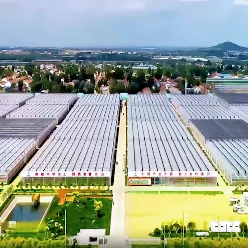 Full-chain Empowerment: The Global Development Path of Weifang's Agriculture