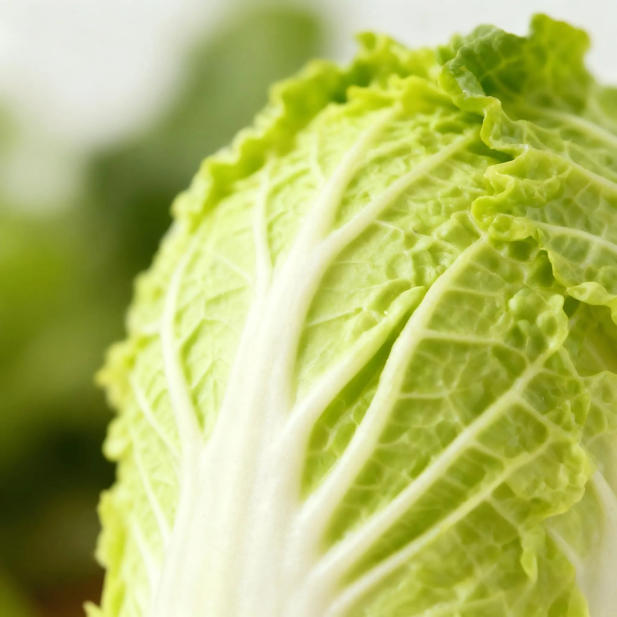 Chinese cabbage
