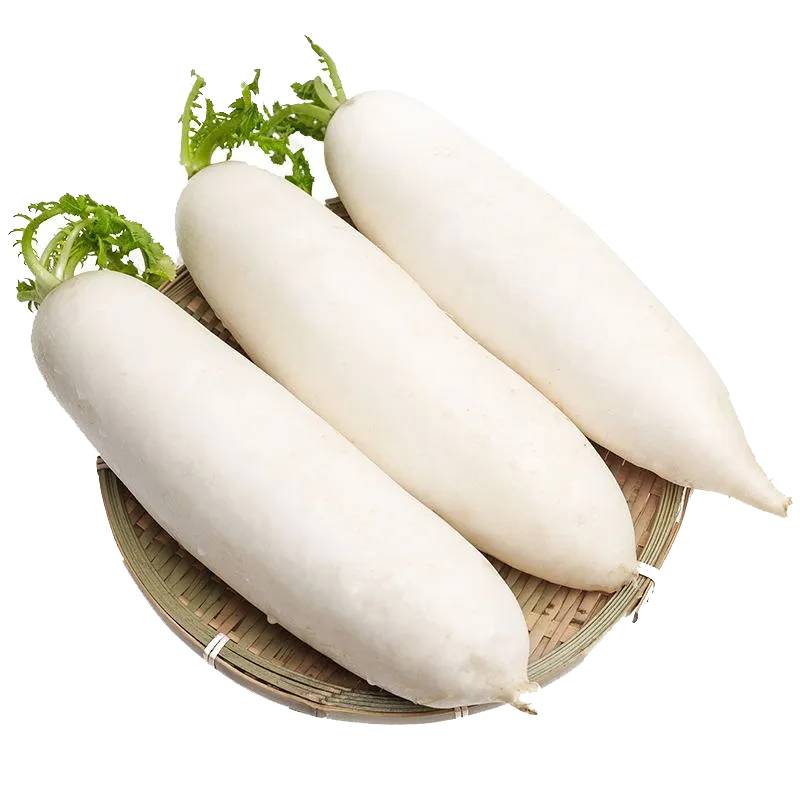 FRESH WHITE RADISH